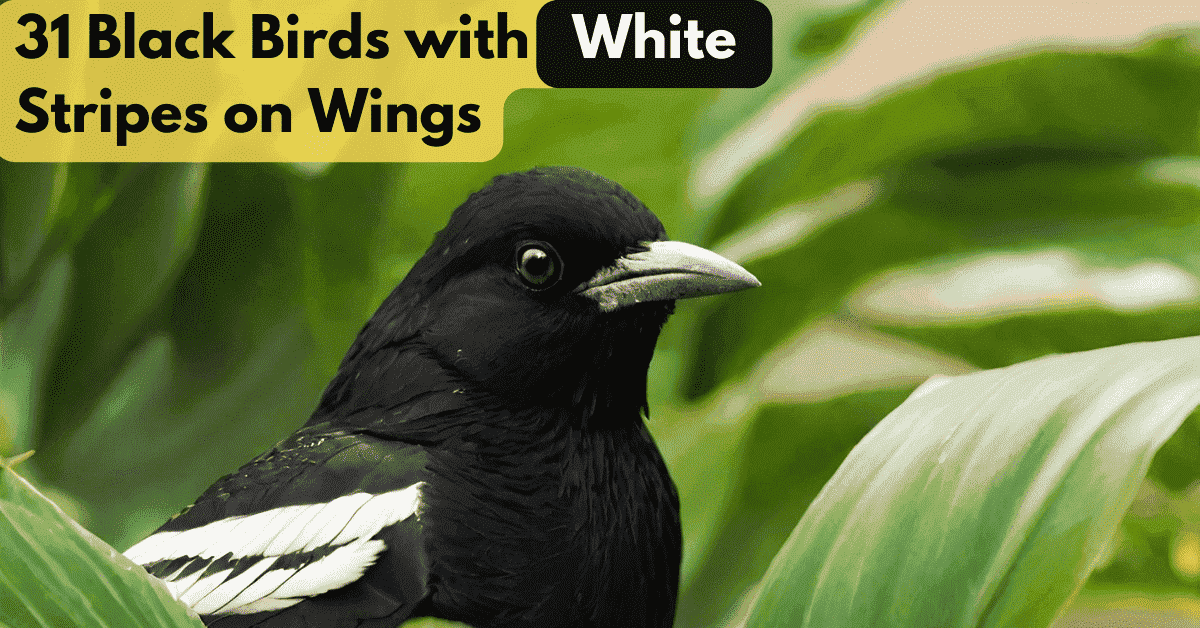 31 Black birds with white stripes on wings - An Exploration